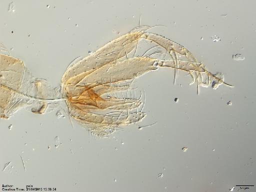 Lutzomyia (Nyssomyia) olmeca olmeca (Vargas & Diaz Najera, 1959) - Lutzomyia_olmeca_nociva-BMNH(E)1722067_PT-male_terminalia-10x.tif