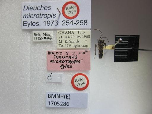 Dieuches microtropis Eyles, 1973 - Dieuches microtropis-BMNH(E)1705286-Holotype Male Labels