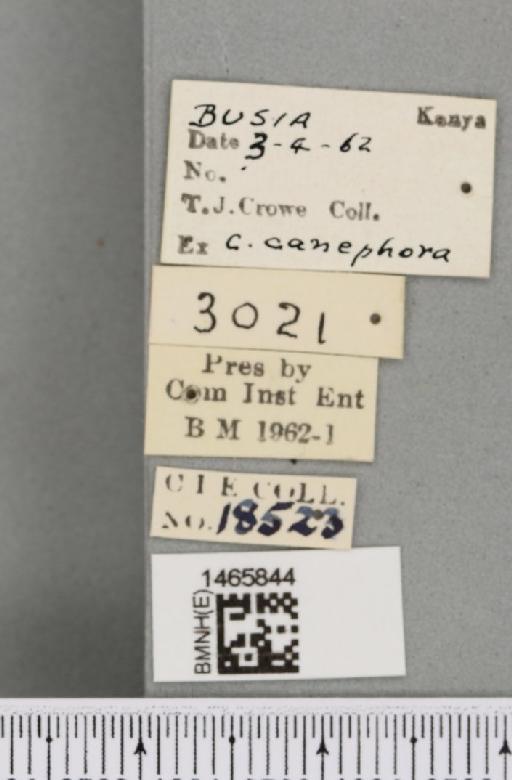 Trirhithrum coffeae Bezzi, 1918 - BMNHE_1465844_label_27121