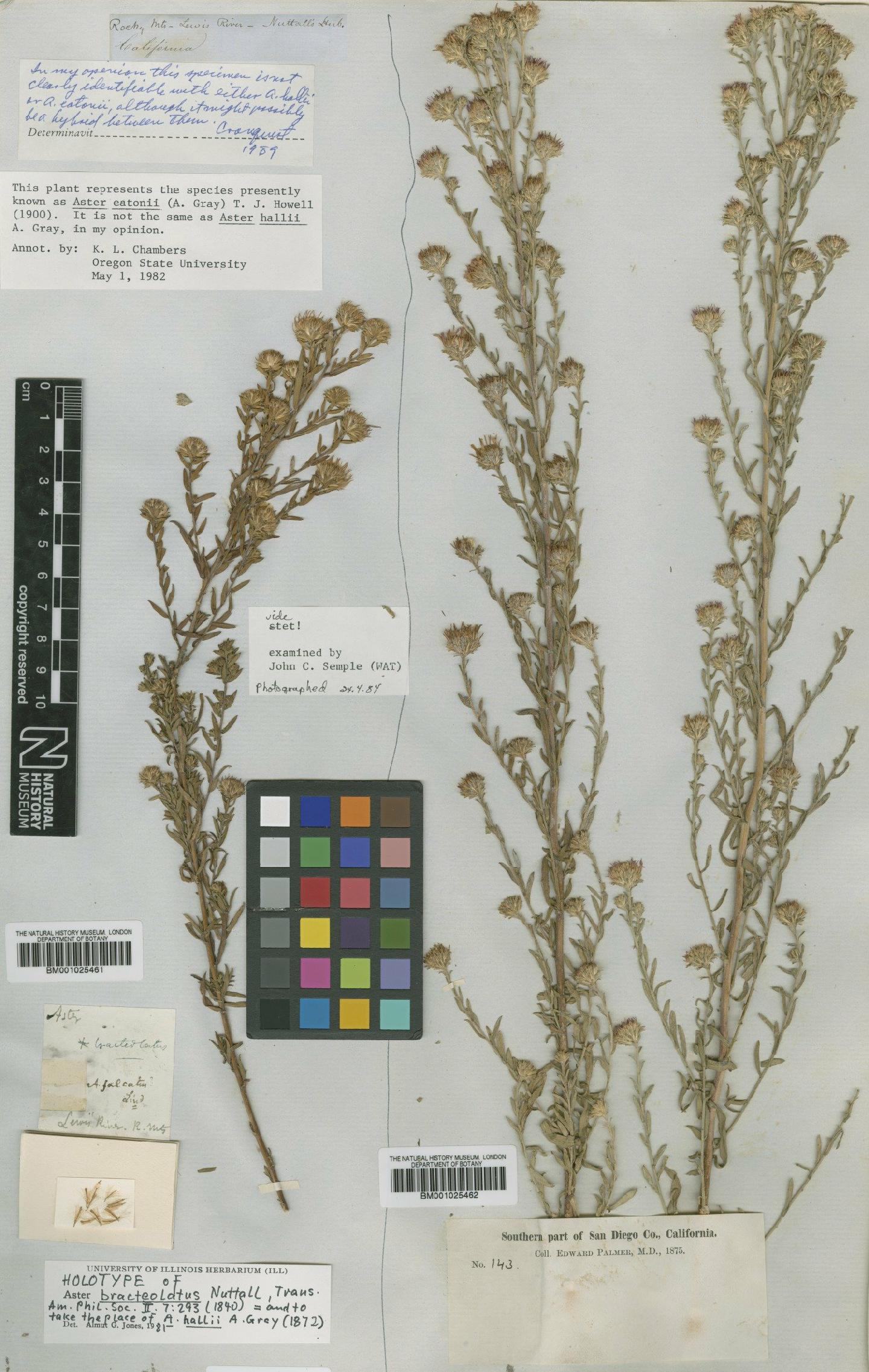 To NHMUK collection (Aster eatonii (A.Gray) Howell; Holotype; NHMUK:ecatalogue:1084111)