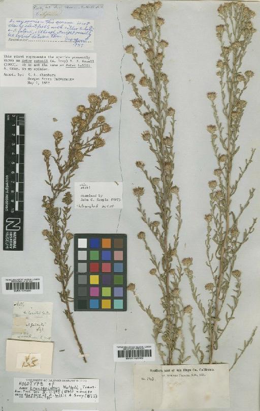 Aster eatonii (A.Gray) Howell - BM001025462