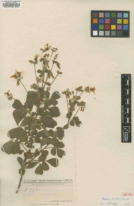 Oxalis hassleri R.Knuth - BM000087992