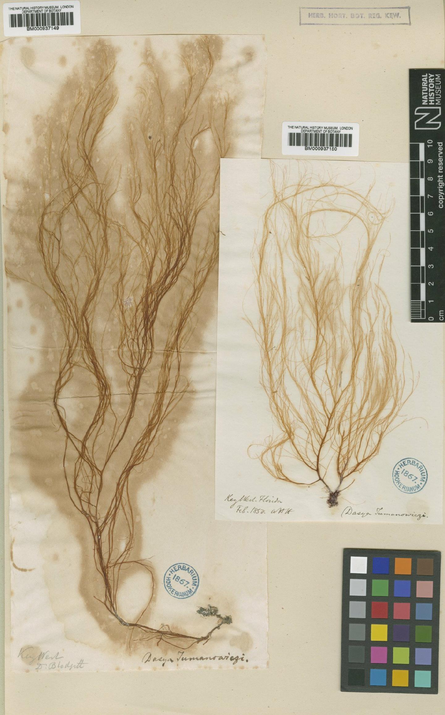 To NHMUK collection (Wrightiella tumanowiczii (Gatty ex Harv.) F.Schmitz; TYPE; NHMUK:ecatalogue:467118)