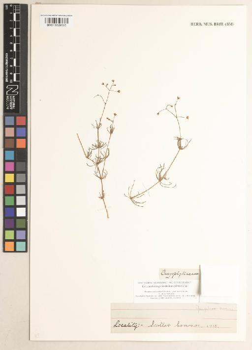 Spergularia arvensis Cambess. - 013829803