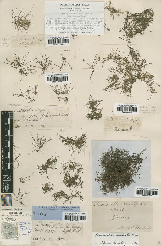 Limosella australis R.Br. - BM001053459