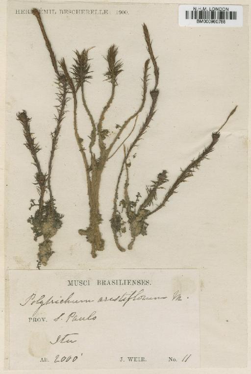 Polytrichum juniperinum Hedw. - BM000960788