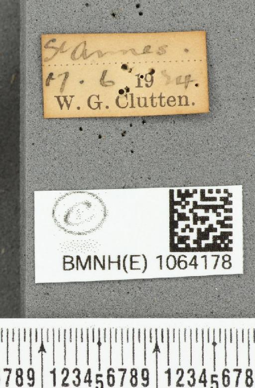 Coenonympha pamphilus ab. antirufa Leeds, 1950 - BMNHE_1064178_label_25214