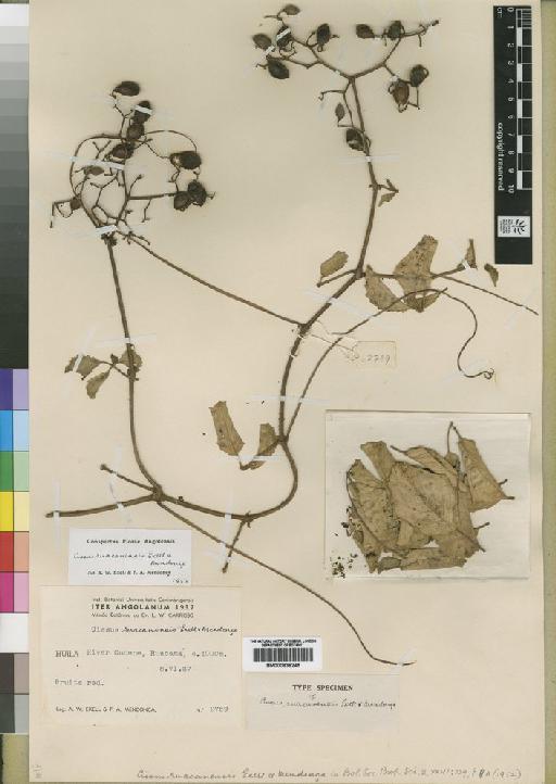 Cissus ruacanensis Exell & Mendonça - BM000838245