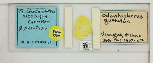 Chelopistes mexicana Carriker, 1967 - 010673344_816418_1428646