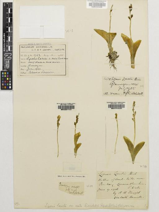 Liparis loeselii (L.) Rich. - BM000644430