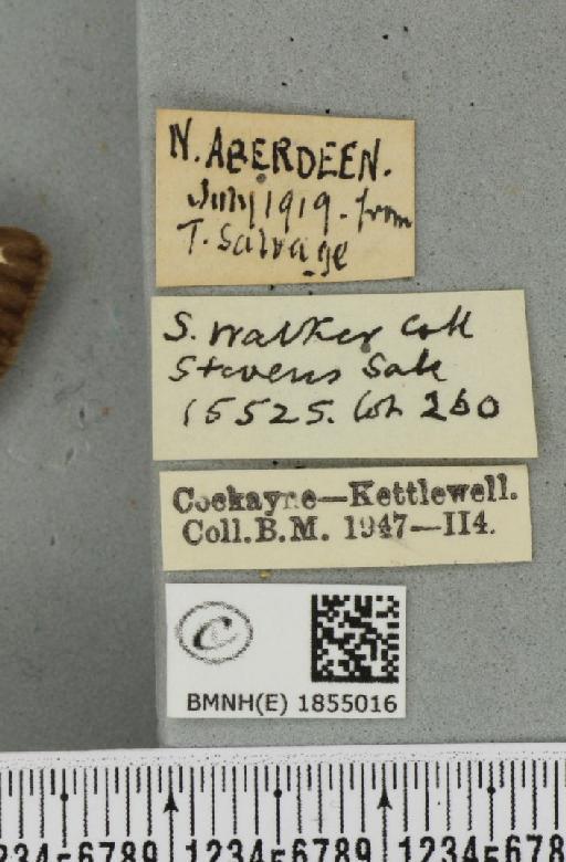 Abraxas grossulariata ab. aberdoniensis Raynor, 1923 - BMNHE_1855016_label_415681
