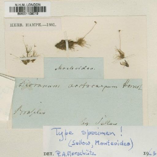 Campylopus arctocarpus (Hornsch.) Mitt. - BM001109019