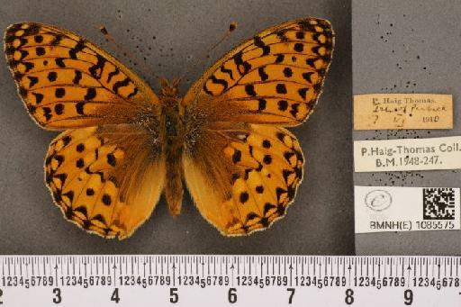 Argynnis aglaja (Linnaeus, 1758) - BMNHE_1085575_54428