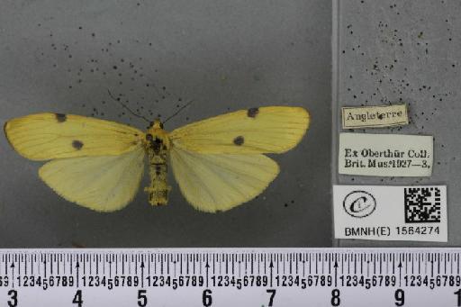 Lithosia quadra (Linnaeus, 1758) - BMNHE_1564274_285708