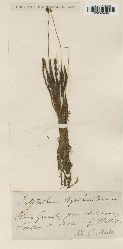 Polytrichum juniperinum Hedw. - BM000960628