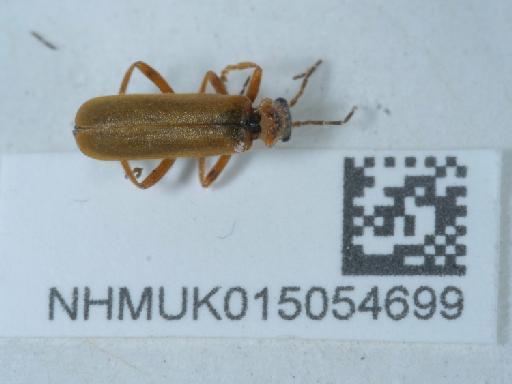 Cantharis (Cantharis) figurata Mannerheim, 1843 - 015054699_2