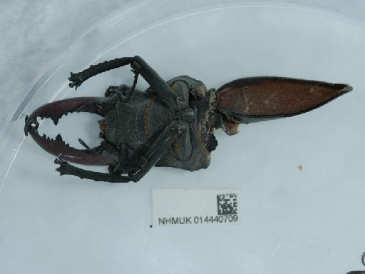 Lucanus cervus (Linnaeus, 1758) - 014440709_3