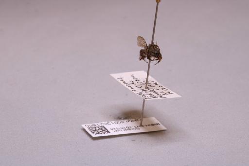 Colletes Latreille, 1802 - 013621569_additional_4