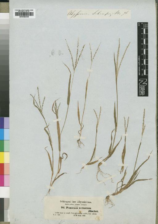 Digitaria ternata (A.Rich.) Stapf - BM000923309