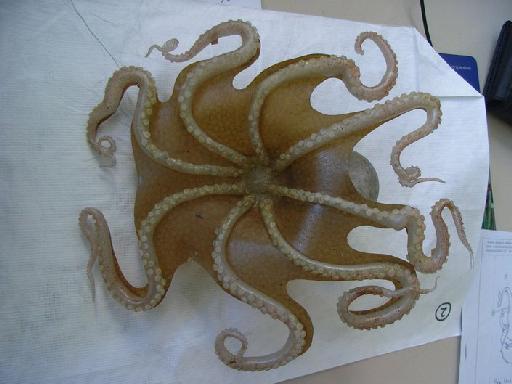 Octopus vulgaris Cuvier, 1797 - Octopus_vulgaris_RIMG0605.jpg