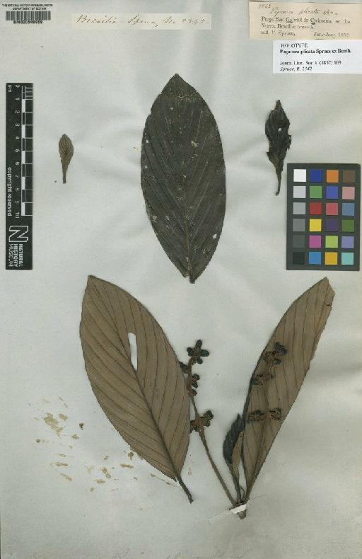 Pagamea plicata Spruce ex Benth. - BM000649989