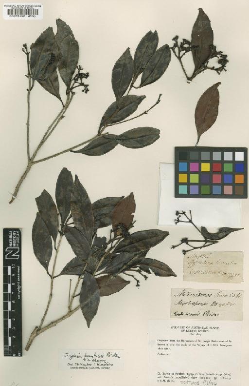 Eugenia banksii Britten & S.Moore - BM000551321