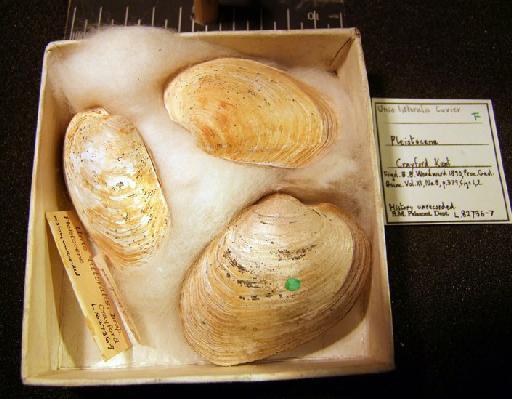 Unio littoralis Cuvier, 1798 - L 82736-L 82737. Unio littoralis (specimens+labels)