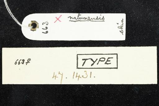 Hipposideros diadema natunensis Chasen, 1940 - 1947_1431-Hipposideros_diadema_natunensis-Type-Skull-label_reverse