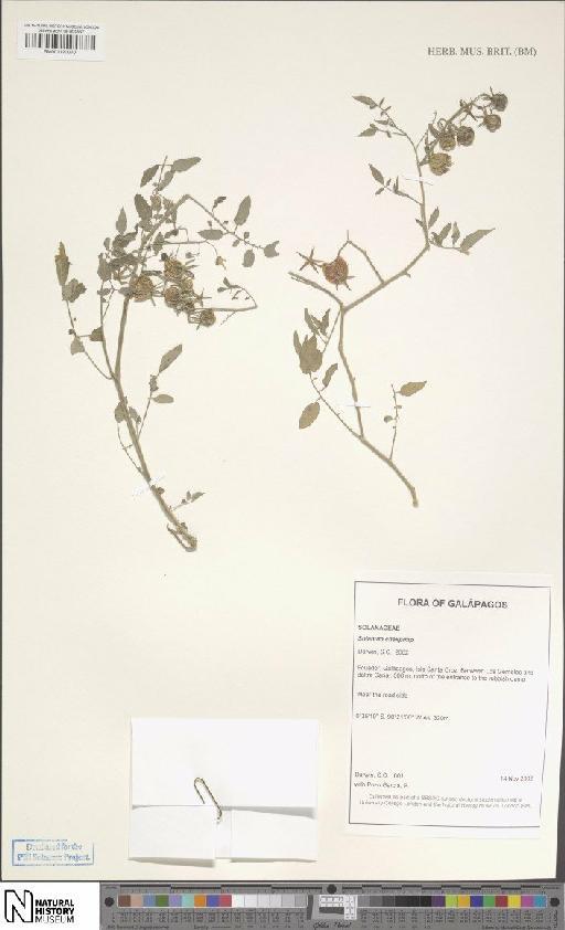 Solanum cheesmaniae (L.Riley) Fosberg × S. pimpinellifolium L. - BM001120070