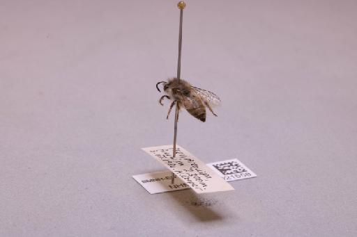 Colletes Latreille, 1802 - 013621558_additional_2