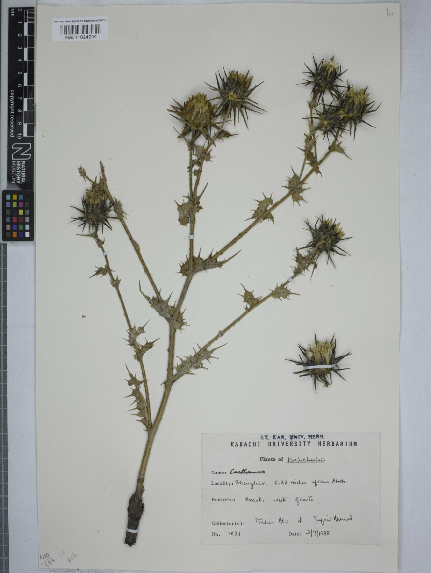 To NHMUK collection (Carthamus L.; NHMUK:ecatalogue:9152911)