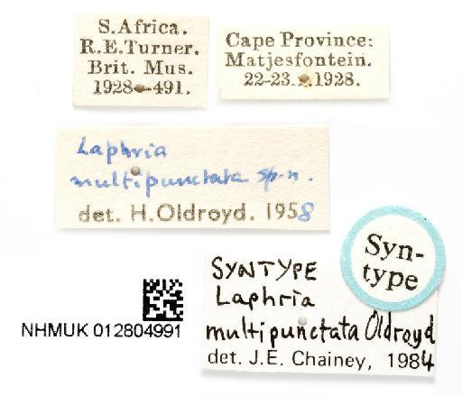 Laphria multipunctata Oldroyd, 1974 - NHMUK 012804991 Laphria multipunctata ST labels