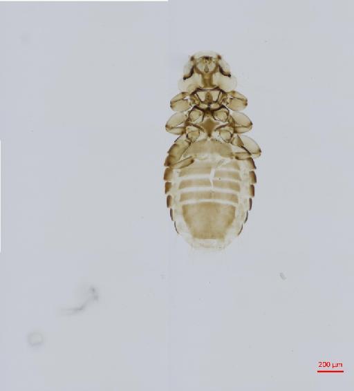 Myrsidea quadrimaculata Carriker, 1902 - 010661026__2017_07_26-Scene-1-ScanRegion0