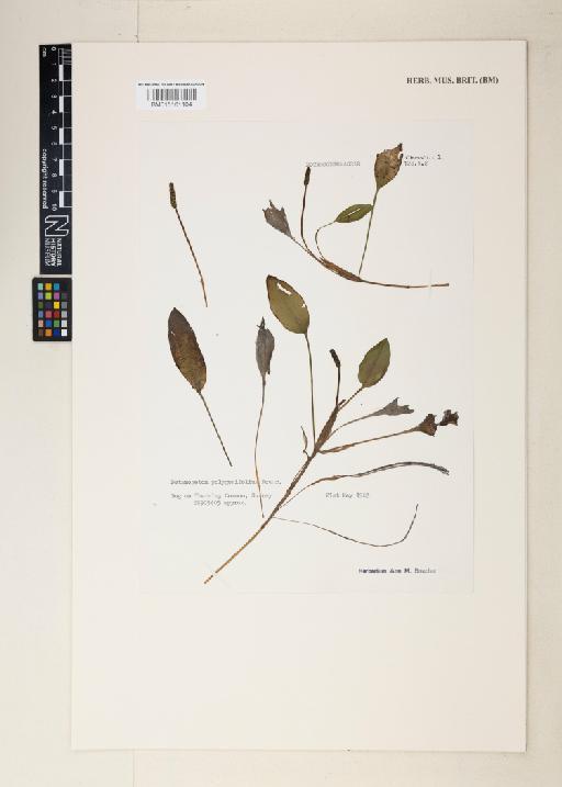 Potamogeton polygonifolius Pourr. - 015161104