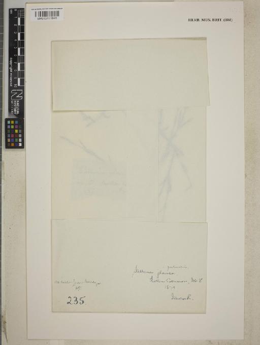 Stellaria palustris Retz. - BM013411940_packet
