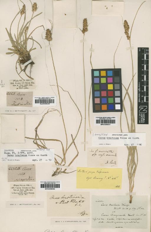 Carex bracteosa Kunze ex Kunth - BM000888080