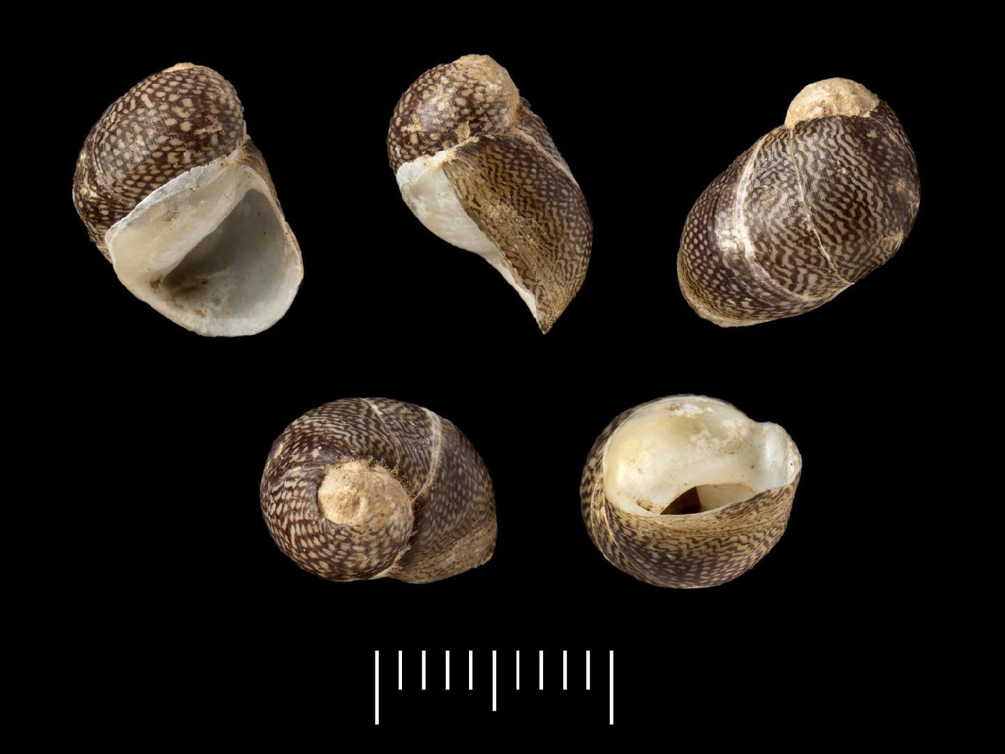 To NHMUK collection (Neritina guadianensis Morelet, 1845; SYNTYPE(S); NHMUK:ecatalogue:7787775)