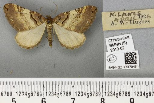 Earophila badiata (Denis & Schiffermüller, 1775) - BMNHE_1737048_337345