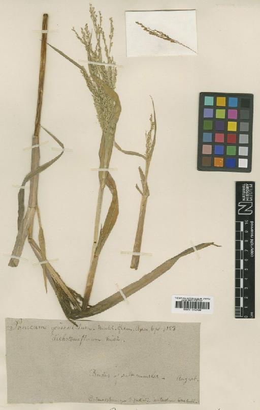 Panicum dichotomiflorum Michx. - BM001042409