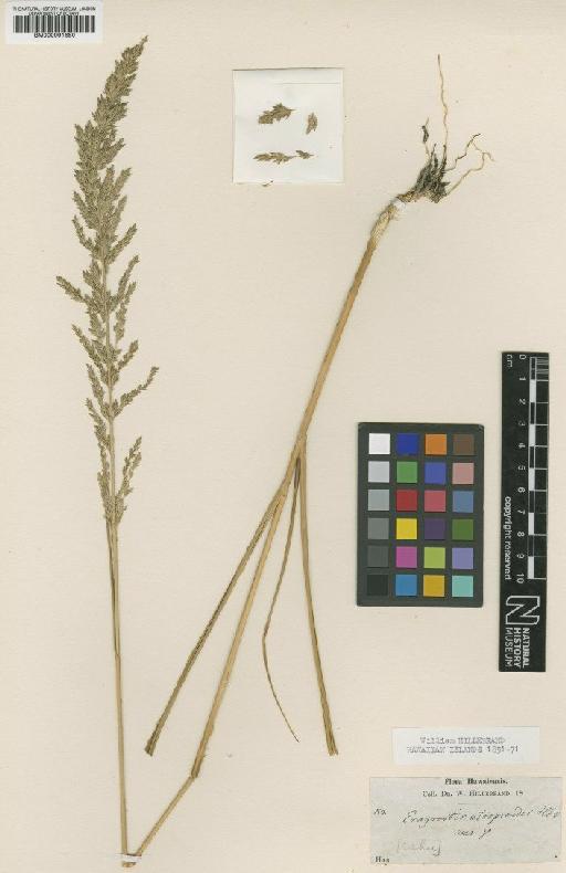 Eragrostis atropioides Hillebr. - BM000991650
