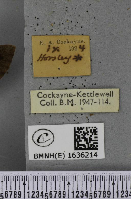 Macroglossum stellatarum (Linnaeus, 1758) - BMNHE_1636214_label_205930