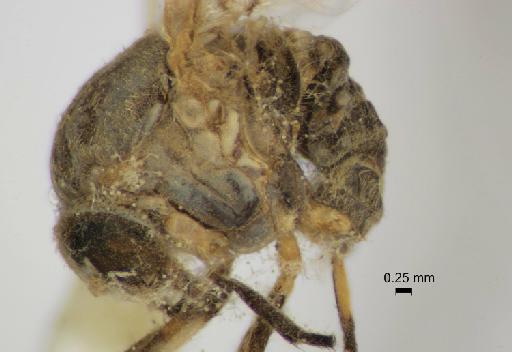 Simulium (Trichodagmia) pulverulentum species group Tarsatum Knab, 1915 - 010849103_S_pulverulentum_Female_lateral view