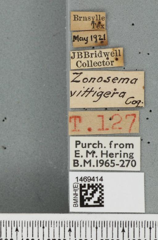 Zonosemata vittigera (Coquillett, 1899) - BMNHE_1469414_label_42901