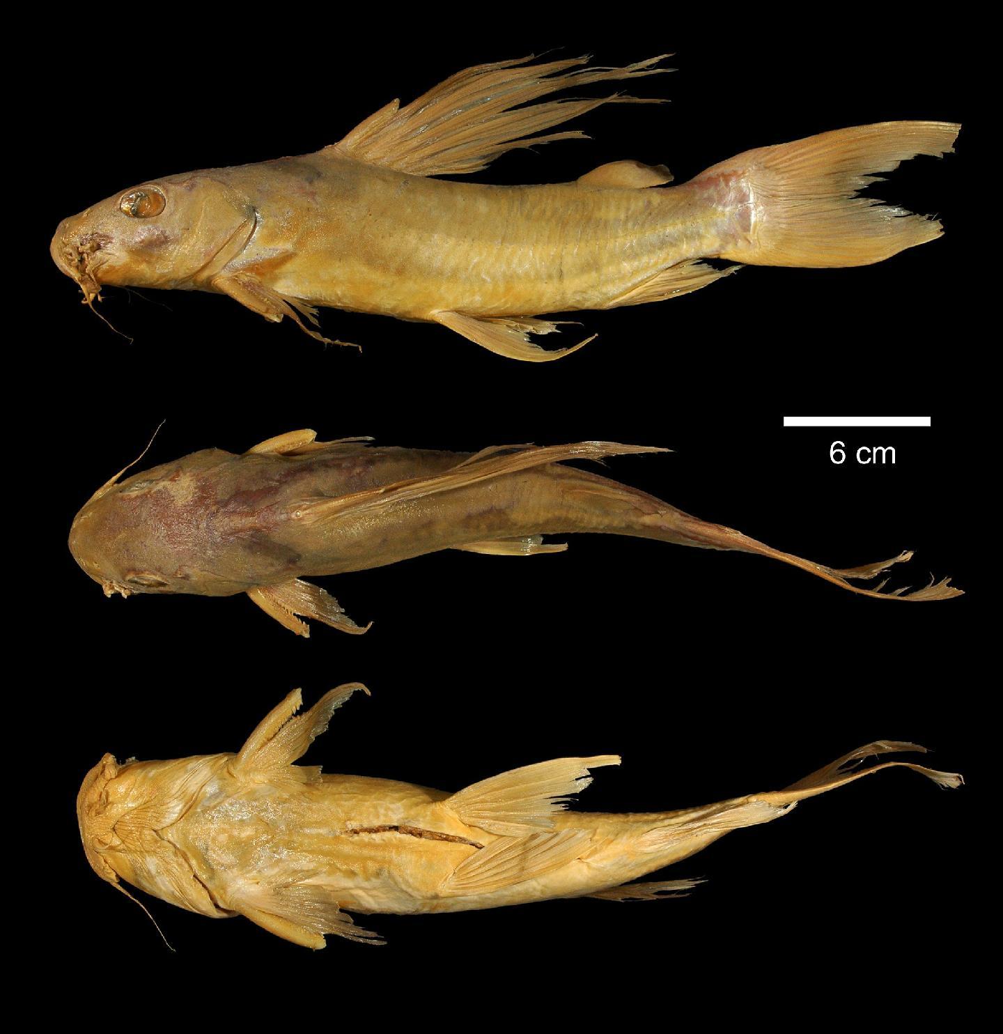 To NHMUK collection (Chrysichthys velifer Norman, 1923; HOLOTYPE; NHMUK:ecatalogue:2504804)