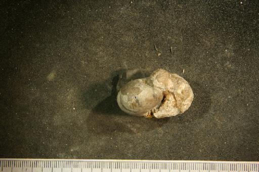 Cymatoceras deslongchampsianum (d'Orbigny) - PI OR 50163 Cymatoceras deslongshampsianum