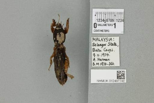 Gryllotalpa fulvipes Saussure, 1877 - 012497740_72077_85516