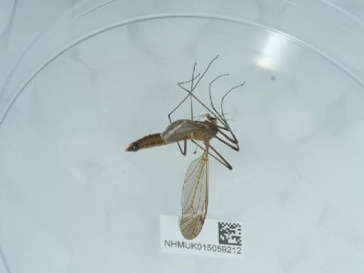 Tipula (Lunatipula) fascipennis Meigen, 1818 - 015059212_3