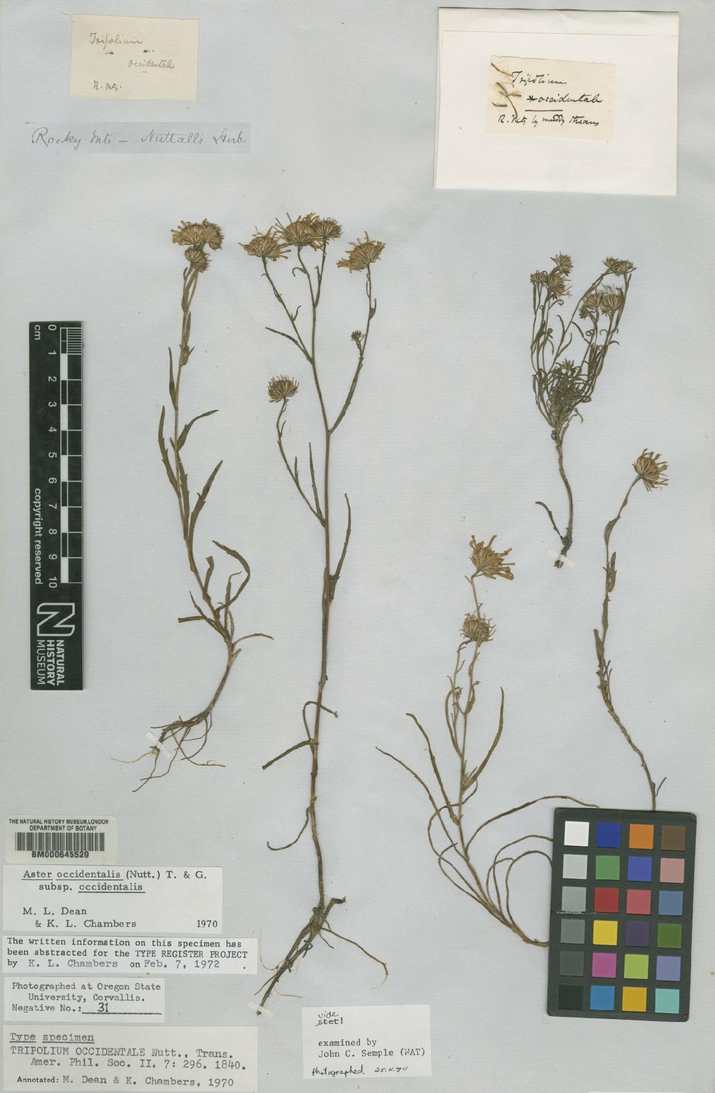 To NHMUK collection (Aster occidentalis subsp. occidentalis (Nutt) Gray; Type; NHMUK:ecatalogue:4987426)