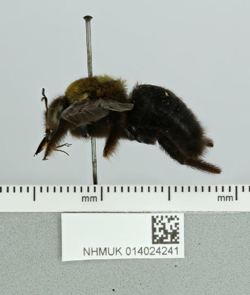 Xylocopa (Alloxylocopa) circumvolans Smith, F., 1873 - 014024241__-