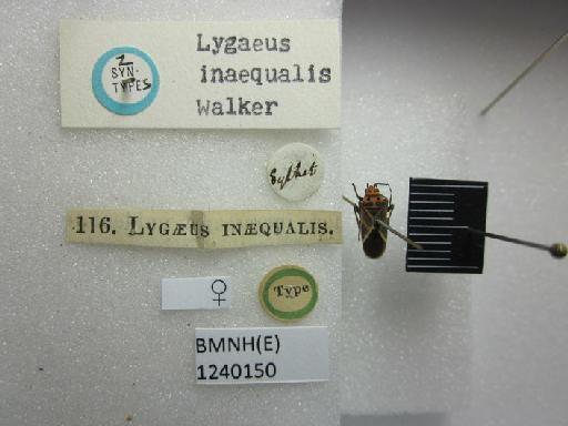 Lygaeus inaequalis Walker, 1872 - Lygaeus inaequalis-BMNH(E)1240150-Syntype female dorsal & labels 2